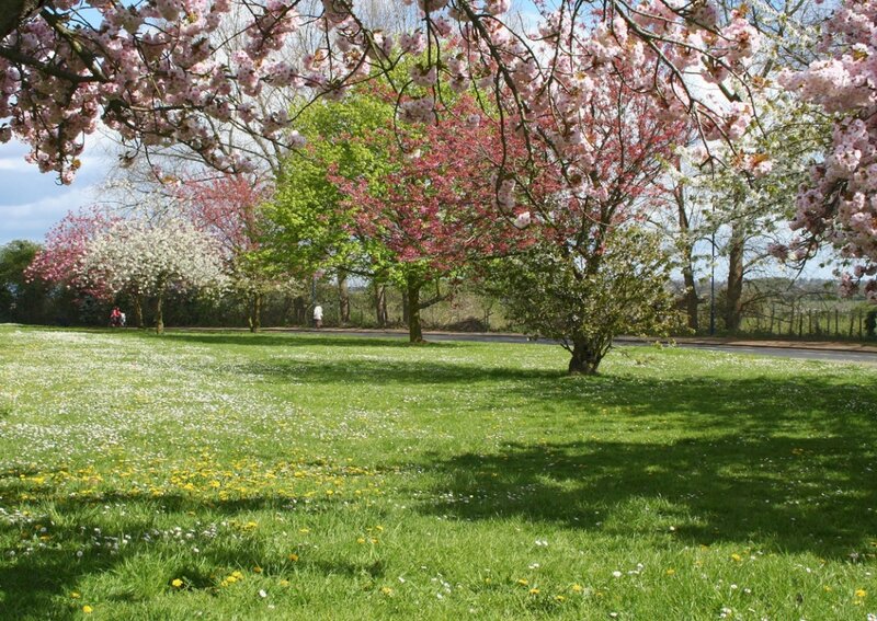 Cherry Blossom Trees in Park — Green, Serene, Spring, Photograph
