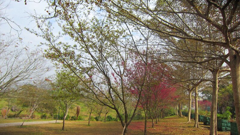 Cherry Blossom Trees in Park — Green, Serene