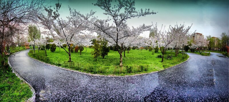 Cherry Blossom Trees in Park — Green