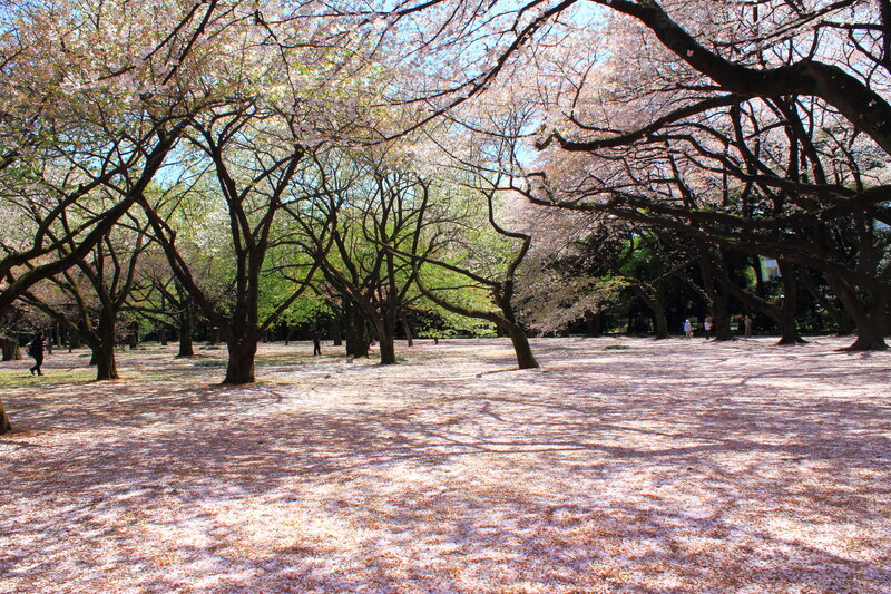 Cherry Blossom Trees in Park — Pink
