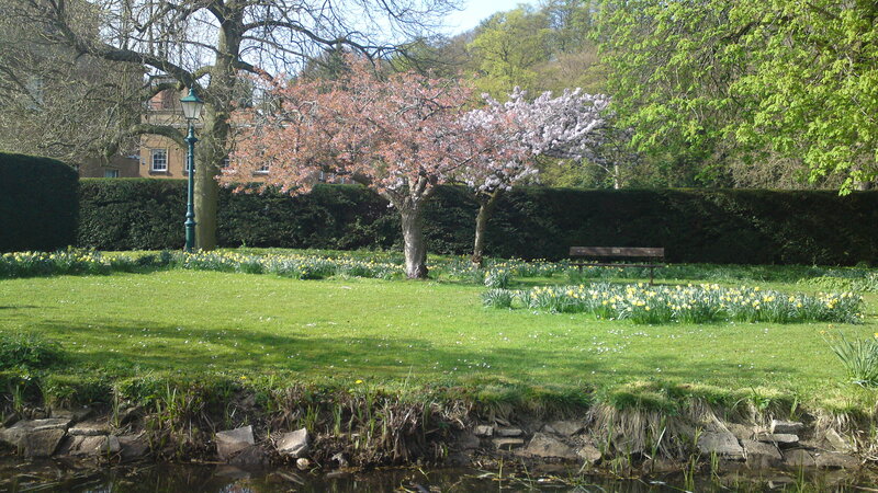 Cherry Blossom Trees in Park