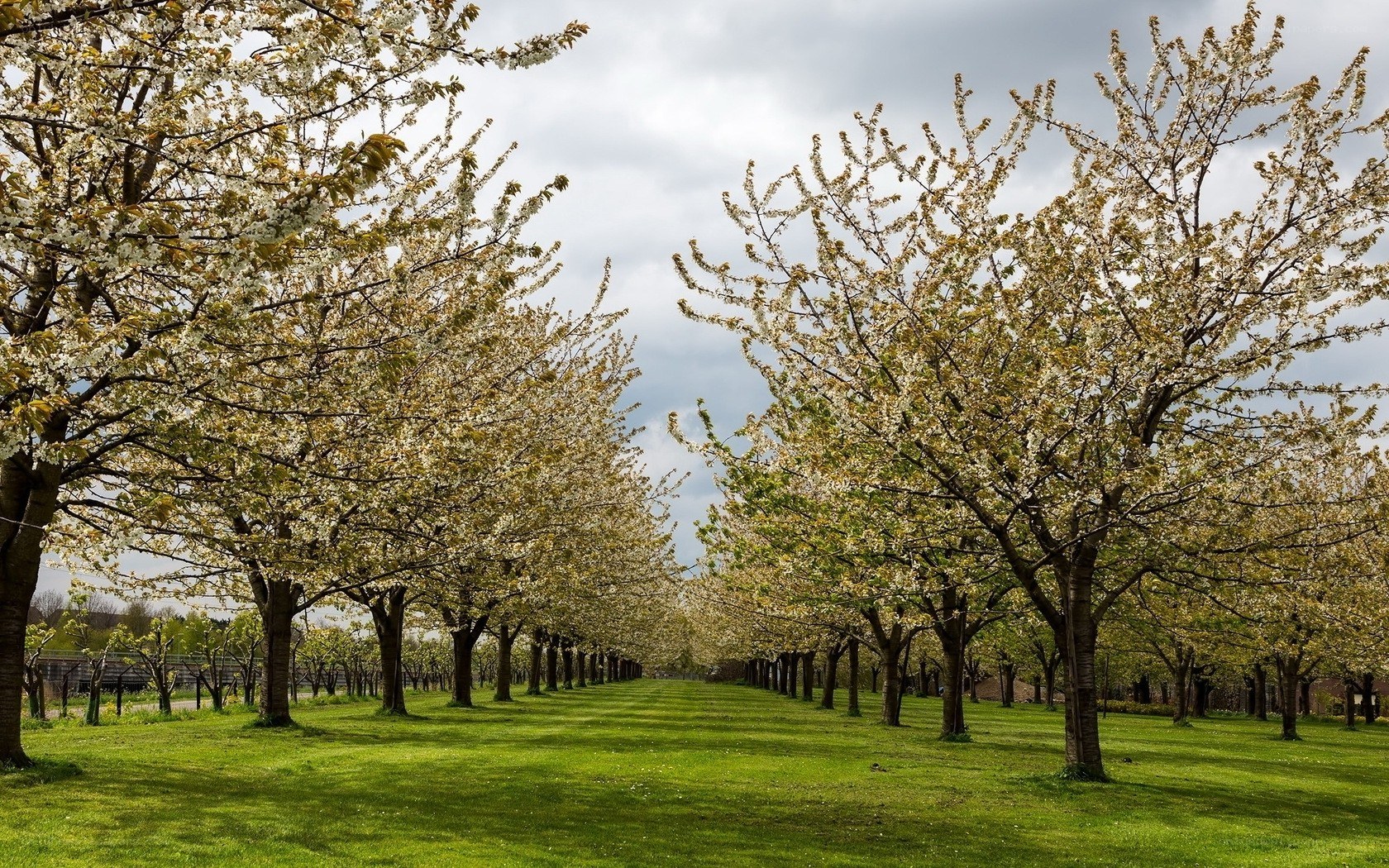 Cherry blossom trees in spring
