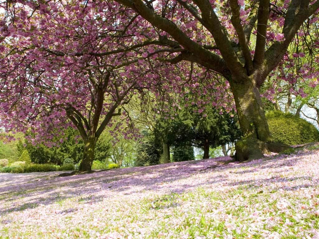Cherry blossom trees in spring