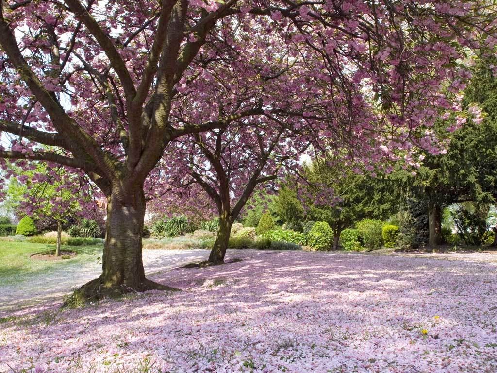 Cherry blossom trees in spring