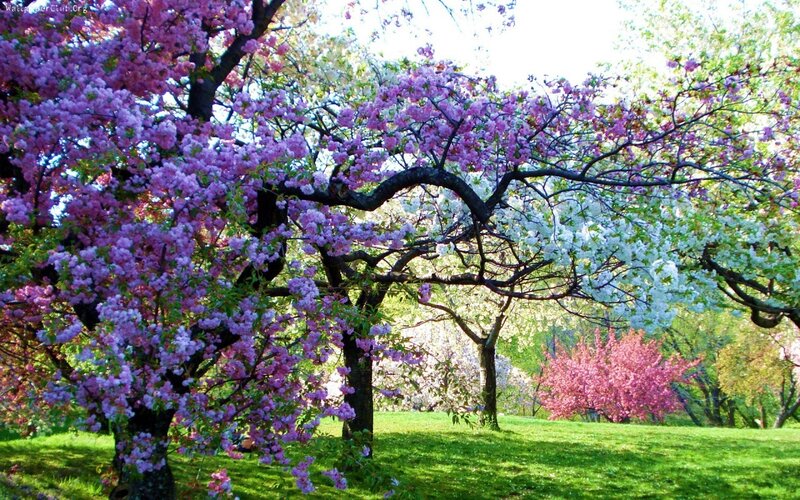Cherry blossom trees in spring