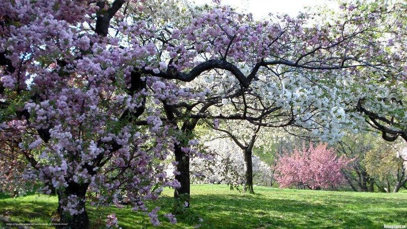 Cherry blossom trees in spring