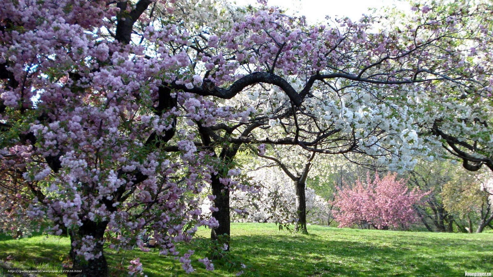 Cherry blossom trees in spring