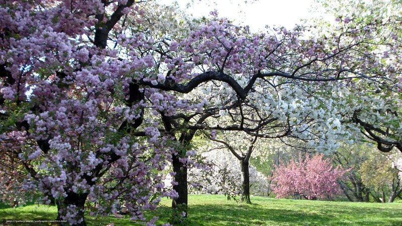 Cherry blossom trees in spring
