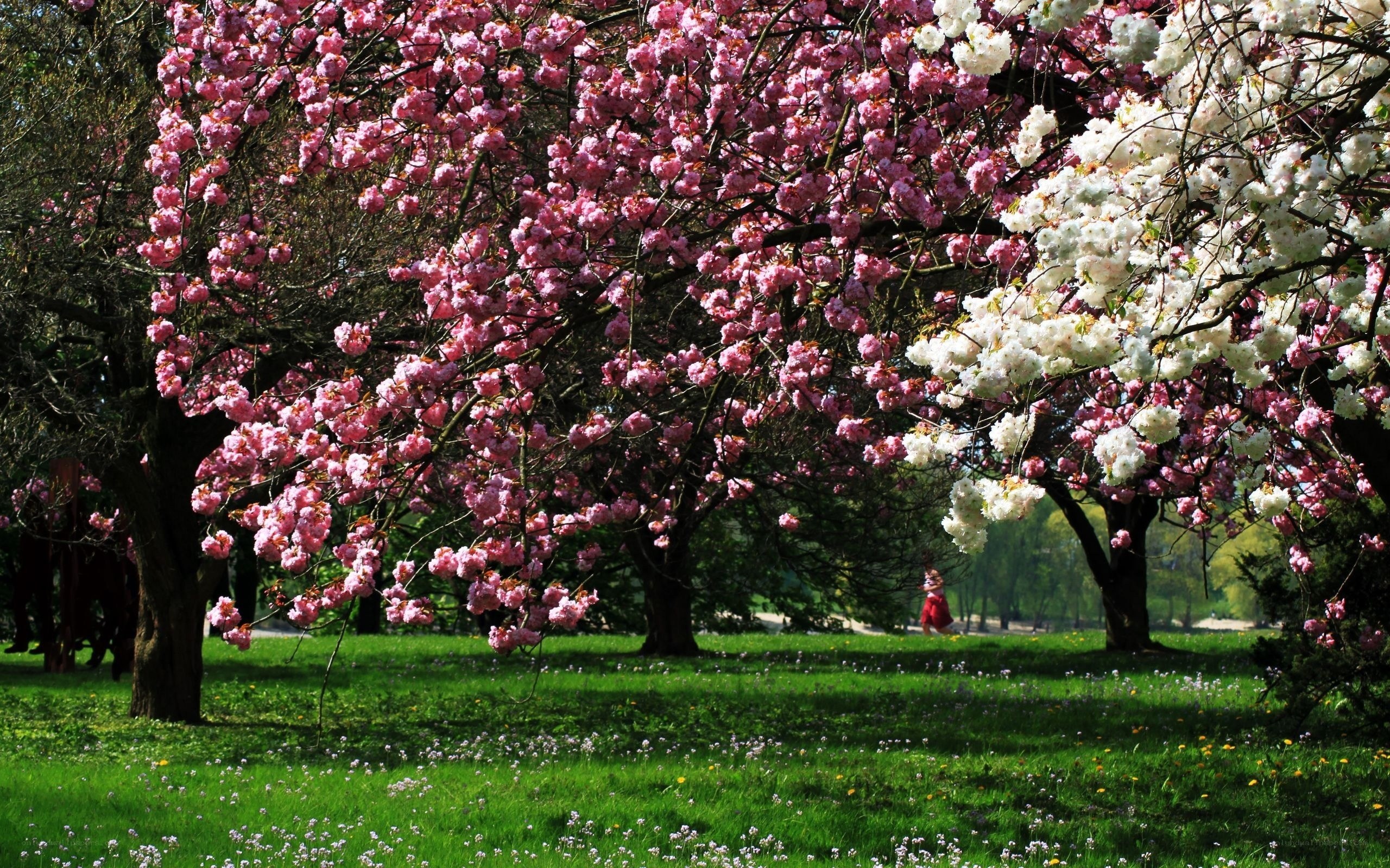Cherry blossom trees in spring