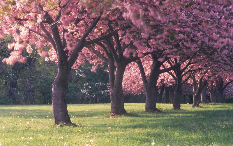 Cherry blossom trees in spring