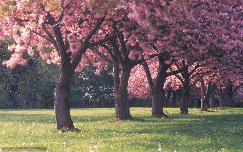 Cherry blossom trees in spring