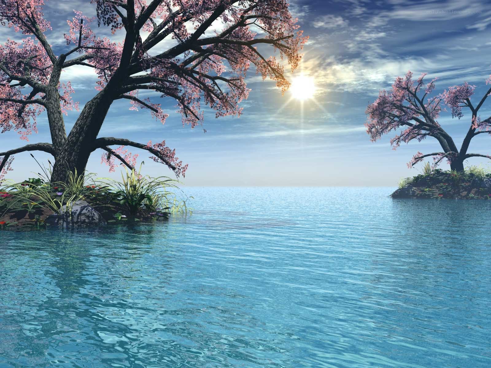Cherry blossom trees on islands