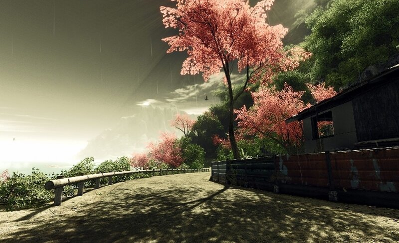 Cherry Blossom Trees on Path