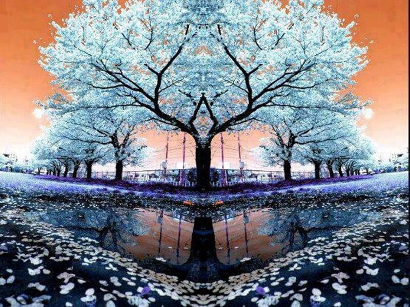 Cherry Blossom Trees — Orange