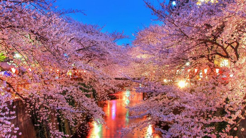 Cherry Blossom Trees over River