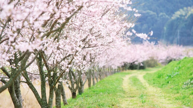 Cherry Blossom Trees — Path