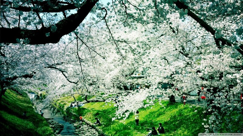Cherry Blossom Trees — People