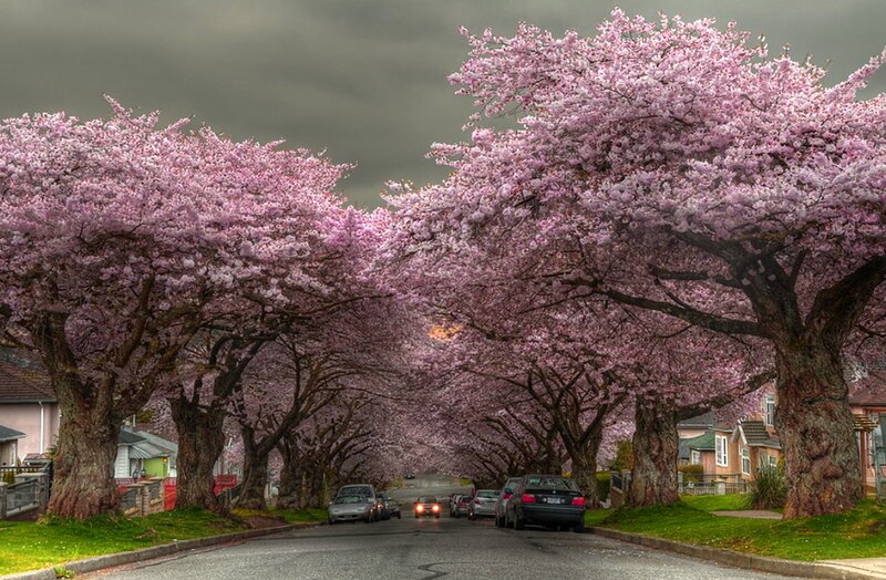 Cherry Blossom Trees — Pink, Dramatic
