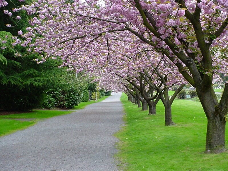 Cherry Blossom Trees — Pink, Gray