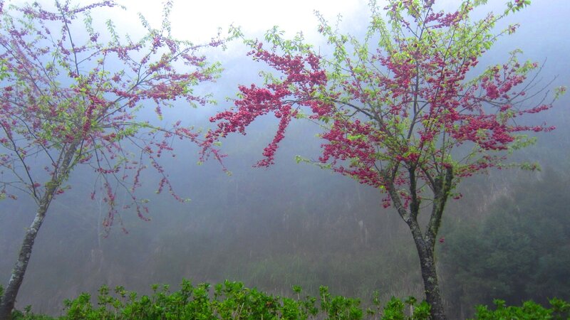 Cherry Blossom Trees — Pink, Misty