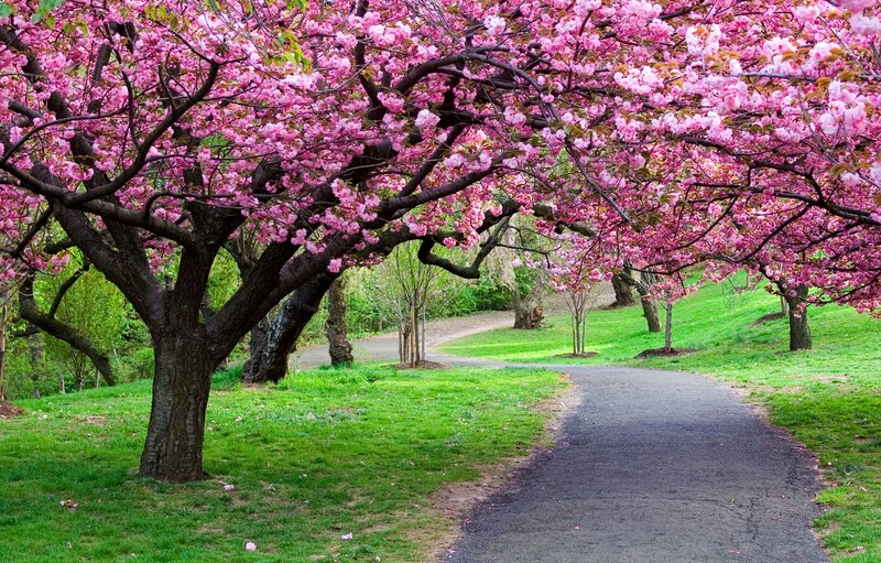 Cherry Blossom Trees — Pink, Photograph