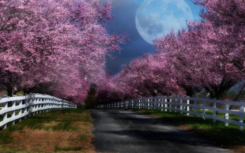 Cherry Blossom Trees — Pink, Serene, Night, Digital Art