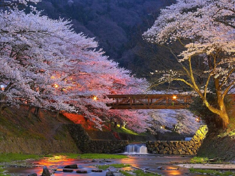 Cherry Blossom Trees — Pink, Serene, Night, Photograph, Bridge