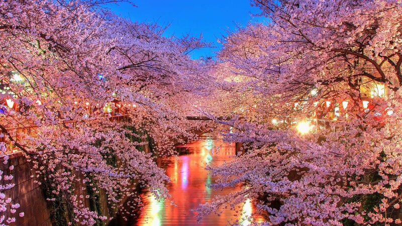 Cherry Blossom Trees — Pink, Serene, Night, Photograph, River, Lights