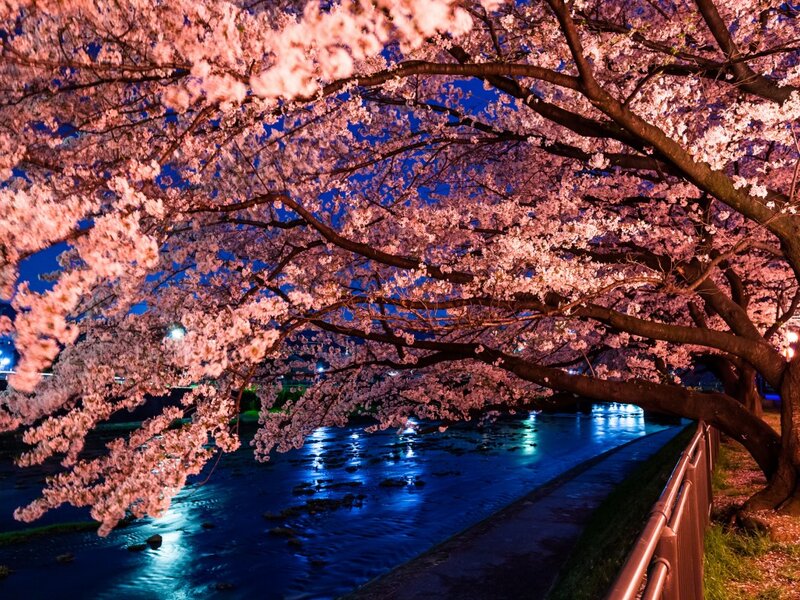 Cherry Blossom Trees — Pink, Serene, Night, Photograph, River, Path
