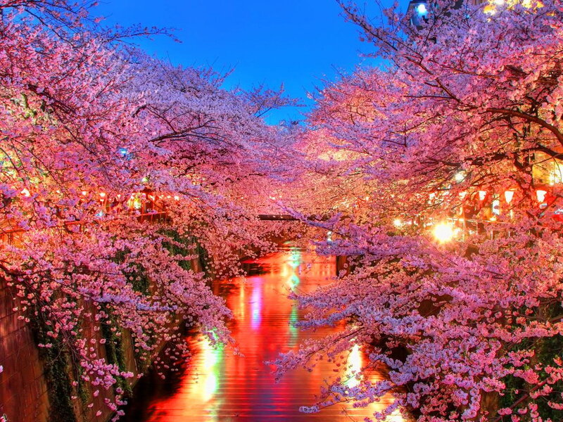Cherry Blossom Trees — Pink, Serene, Night, Photograph, River