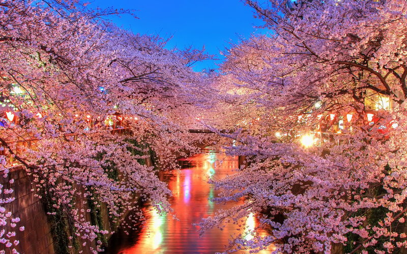 Cherry Blossom Trees — Pink, Serene, Night, Photograph