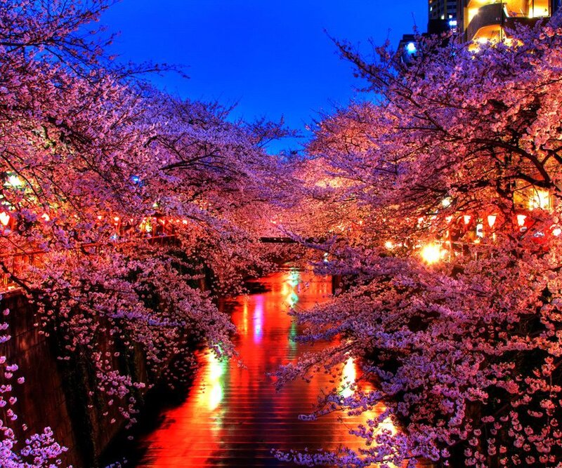 Cherry Blossom Trees — Pink, Serene, Night