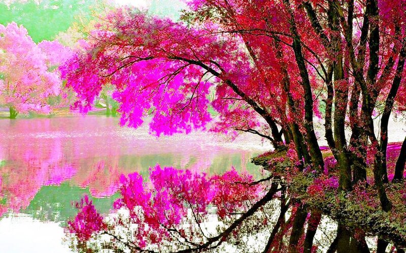 Cherry Blossom Trees — Pink, Serene, Spring, Digital Art, River, Reflection