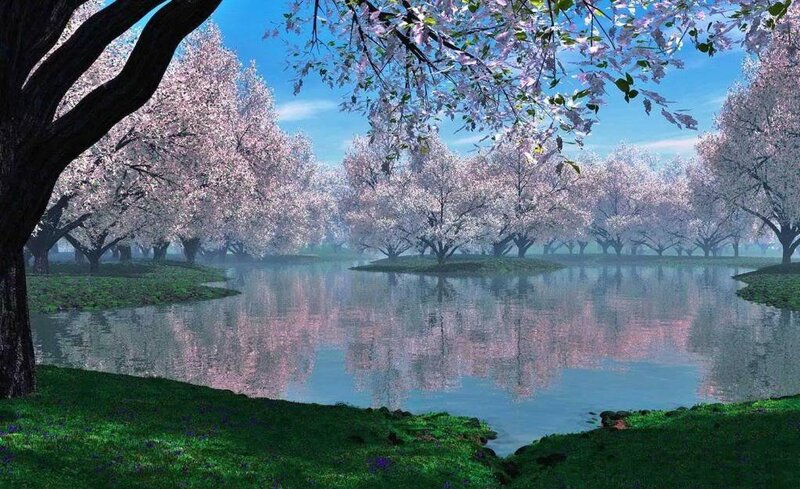 Cherry Blossom Trees — Pink, Serene, Spring, Digital Art