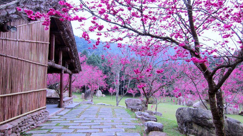 Cherry Blossom Trees — Pink, Serene, Spring, Photograph, Bamboo Hut
