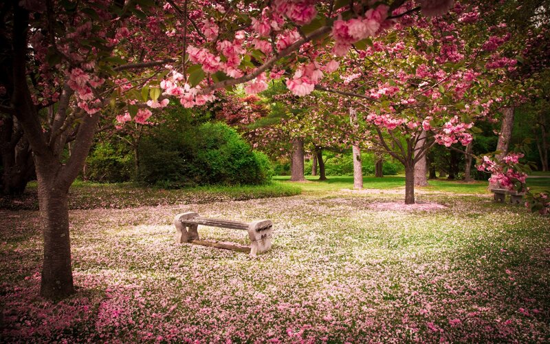 Cherry Blossom Trees — Pink, Serene, Spring, Photograph, Bench, Flowers