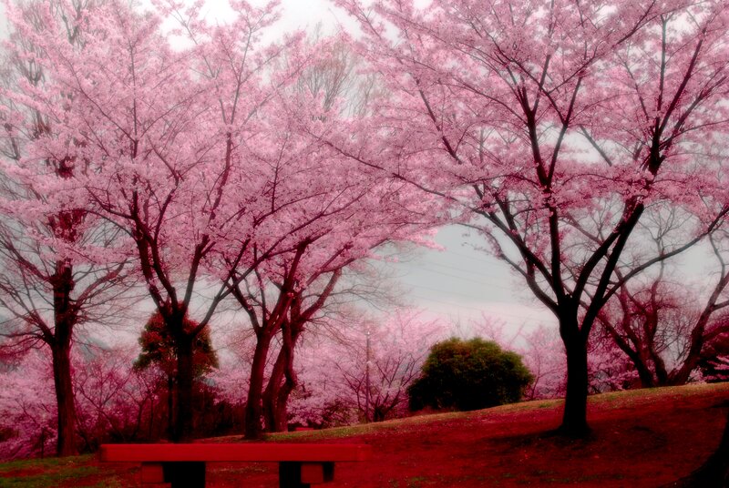 Cherry Blossom Trees — Pink, Serene, Spring, Photograph, Bench, Hills