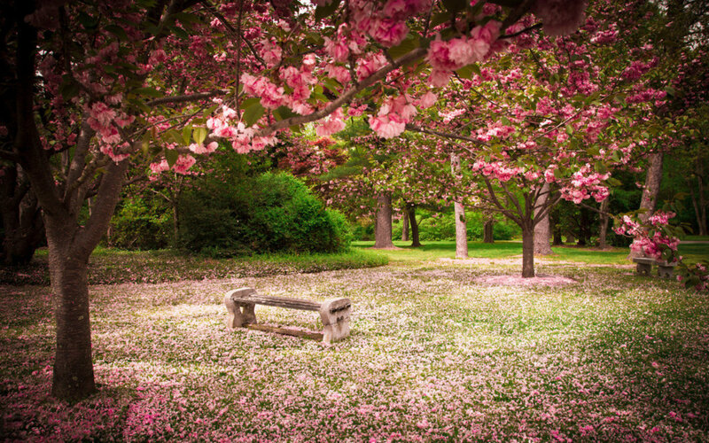 Cherry Blossom Trees — Pink, Serene, Spring, Photograph, Bench