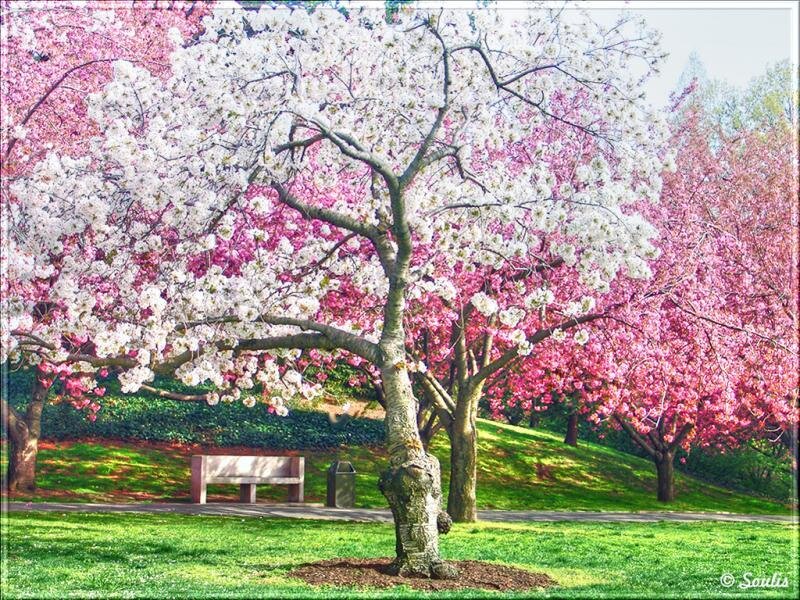 Cherry Blossom Trees — Pink, Serene, Spring, Photograph, Bench, Tree