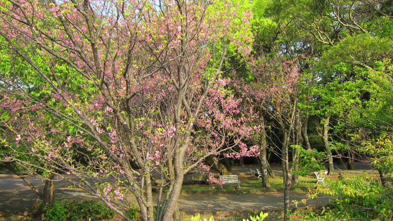 Cherry Blossom Trees — Pink, Serene, Spring, Photograph, Benches