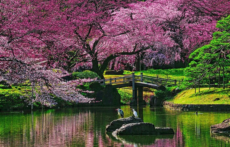 Cherry Blossom Trees — Pink, Serene, Spring, Photograph, Bridge, Birds