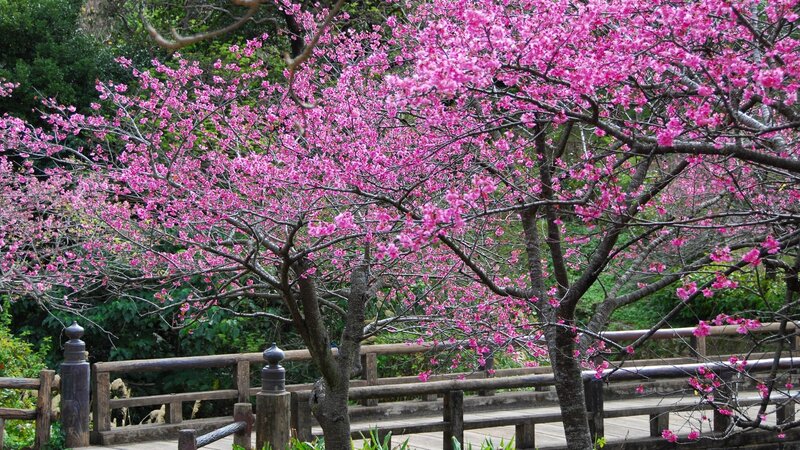 Cherry Blossom Trees — Pink, Serene, Spring, Photograph, Bridge, Greenery