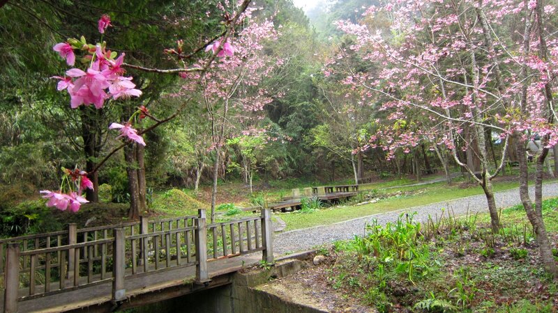 Cherry Blossom Trees — Pink, Serene, Spring, Photograph, Bridge, Path
