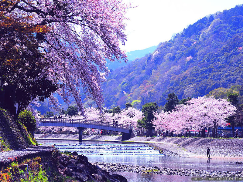 Cherry Blossom Trees — Pink, Serene, Spring, Photograph, Bridge, River