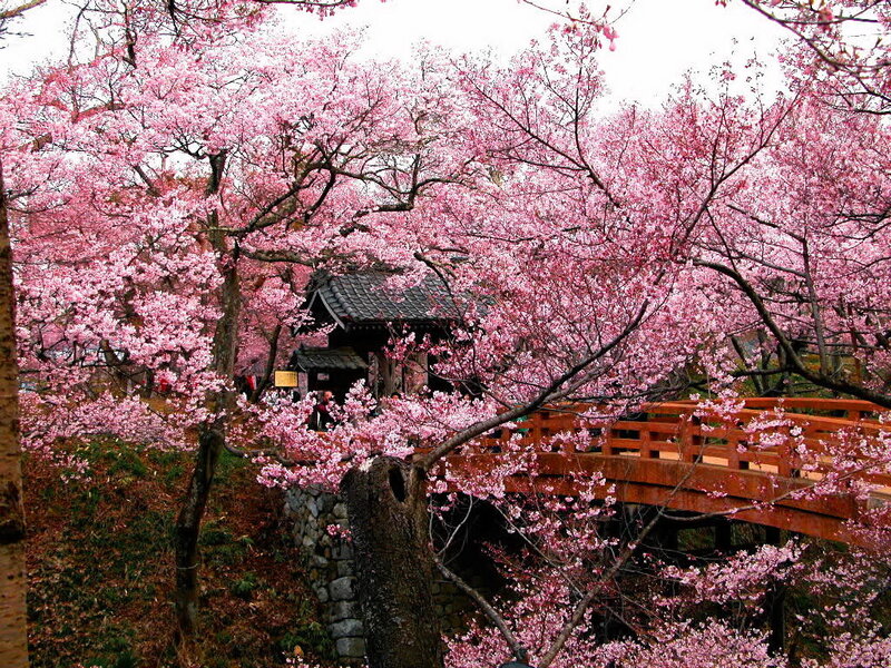 Cherry Blossom Trees — Pink, Serene, Spring, Photograph, Bridge