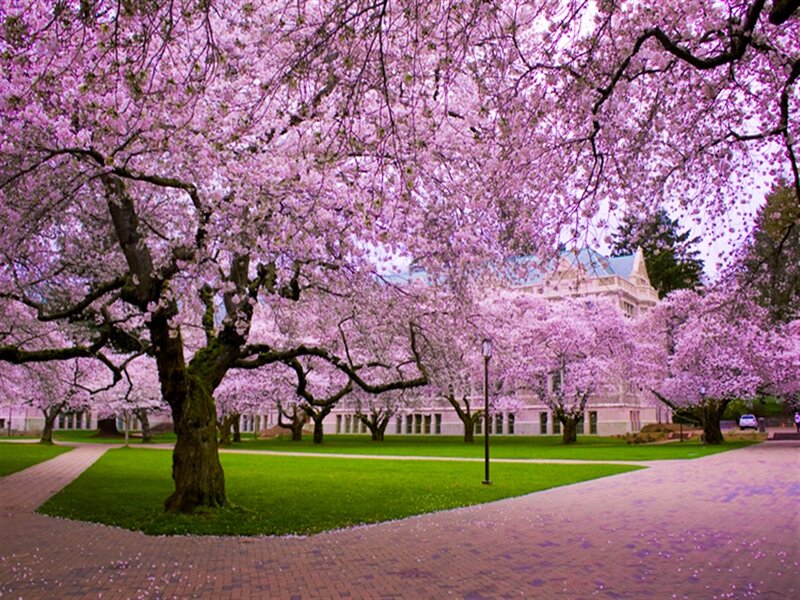 Cherry Blossom Trees — Pink, Serene, Spring, Photograph, Building, Lawn, Path
