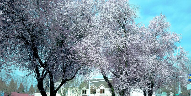 Cherry Blossom Trees — Pink, Serene, Spring, Photograph, Building, Sky, Blue, White