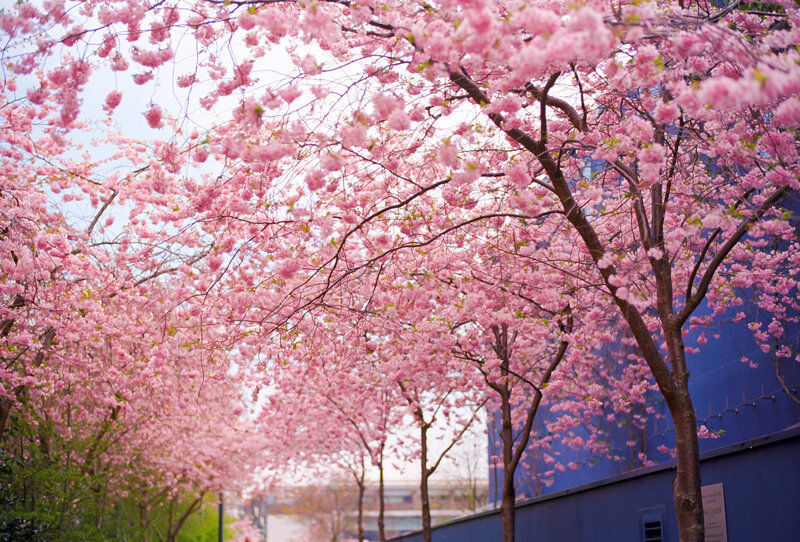 Cherry Blossom Trees — Pink, Serene, Spring, Photograph, Building, Sky