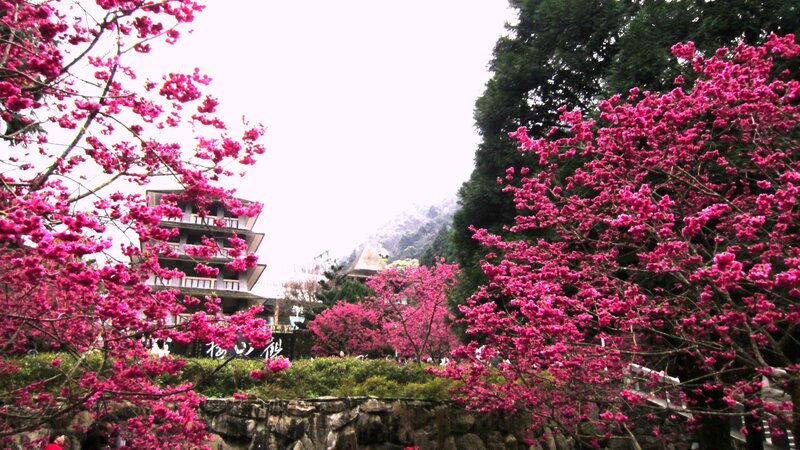 Cherry Blossom Trees — Pink, Serene, Spring, Photograph, Building