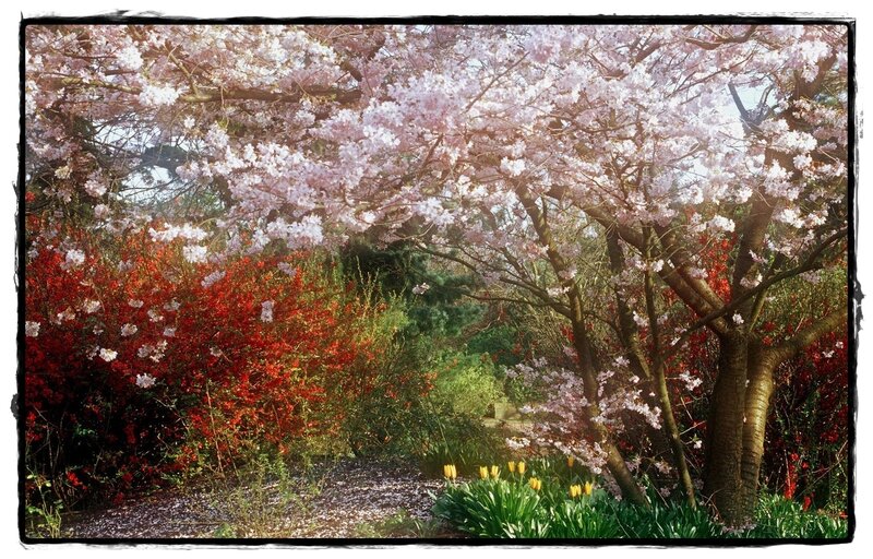 Cherry Blossom Trees — Pink, Serene, Spring, Photograph, Bushes